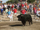 Decenas de personas participan en el tradicional Toro de la Vega de Tordesillas (Valladolid), fiesta que tiene su origen hace m&aacute;s de 500 a&ntilde;os.