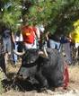El toro de la Vega, de 2011, de nombre Afligido, en el suelo tras ser lanceado en Tordesillas, Valladolid
