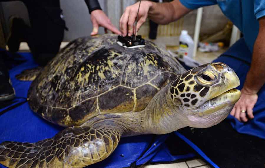 La tortuga 'Buoy', recién rehabilitada