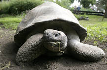 Tortuga gigante de las Islas Gal&aacute;pagos