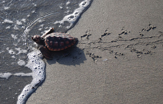 Investigadores del CSIC sueltan 240 ejemplares de tortuga boba en Almer&iacute;a