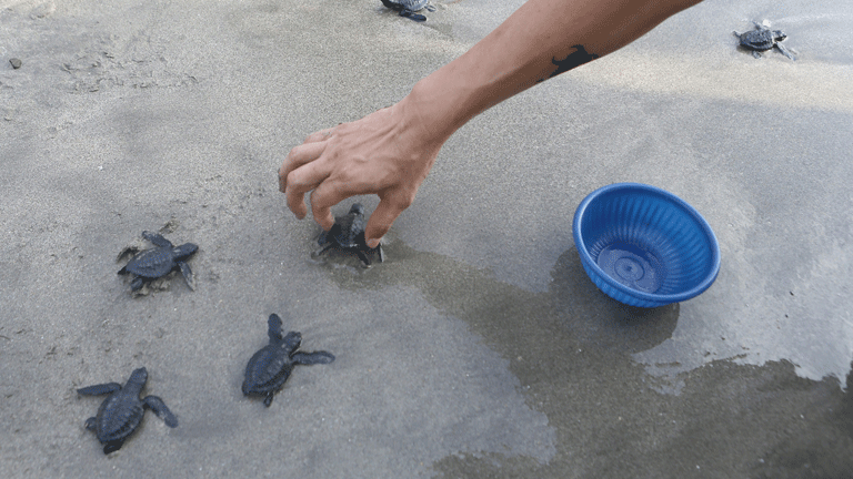 Un joven de Costa Rica muere por  defender a las tortugas, en grave peligro de extinción