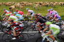 El pelot&oacute;n ciclista le roba protagonismo al vacuno.