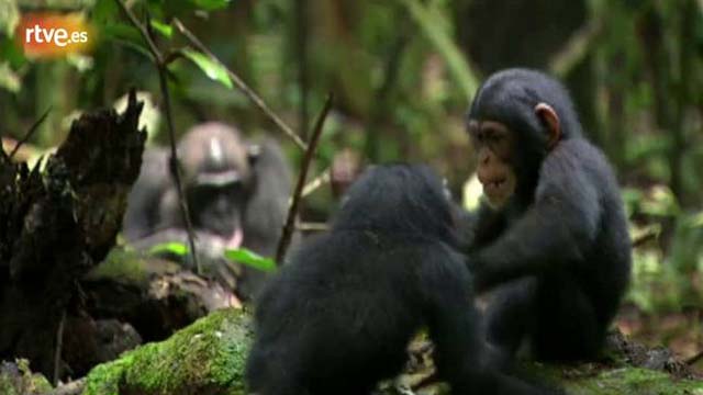 Tr&aacute;iler de Chimpanzee'