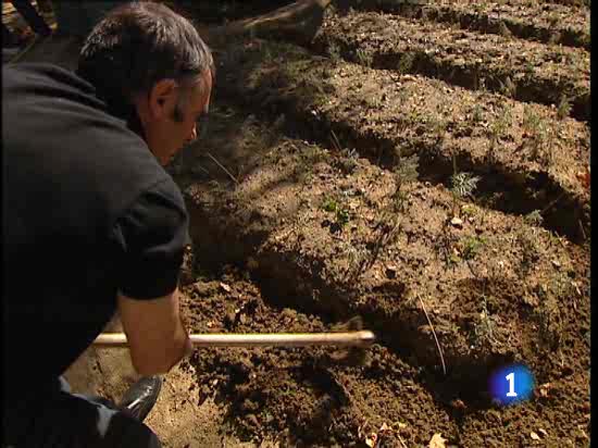 Trescientos mil espa&ntilde;oles sufren da&ntilde;o cerebral a consencuencia de un golpe o de un accidente vascular