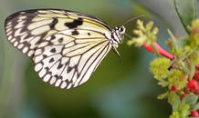 Las flores sirven de alimento para distintos animales.