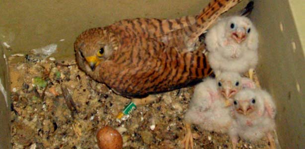 Los tres primeros polluelos de cernícalo primilla nacidos en cautividad acompañados por su madre Los tres primeros polluelos de cernícalo primilla nacidos en cautividad acompañados por su madre