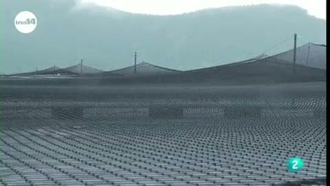 Ver v&iacute;deo  'tres14 - Curiosidades cient&iacute;ficas - Salm&oacute;n transg&eacute;nico'