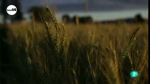 Ver v&iacute;deo  'tres14 - Curiosidades cient&iacute;ficas - La toxicidad del trigo'