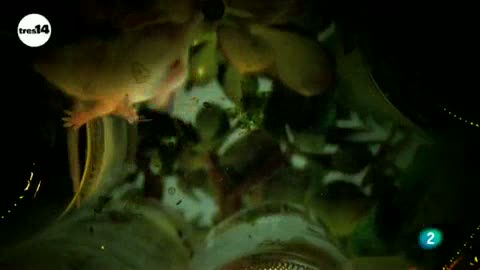 Ver v&iacute;deo  'tres14 - Curiosidades cient&iacute;ficas - Las bacterias intestinales afectan al humor'