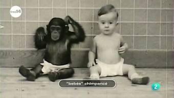 Ver v&iacute;deo  'tres14 - Curiosidades cient&iacute;ficas - "Beb&eacute;s" chimpanc&eacute;'