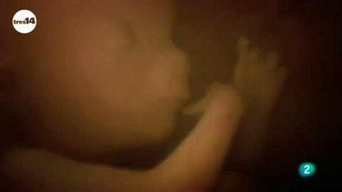 Ver v&iacute;deo  'tres14 - Curiosidades cient&iacute;ficas - Los beb&eacute;s ya r&iacute;en en el vientre'