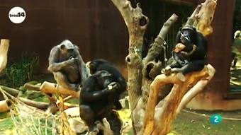 Ver v&iacute;deo  'tres14 - curiosidades cient&iacute;ficas - Chimpanc&eacute;s en cautividad'