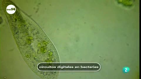 Ver v&iacute;deo  'tres14 - Curiosidades cient&iacute;ficas - Circuitos digitales en bacterias'