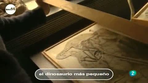 Ver v&iacute;deo  'tres14 - Curiosidades cient&iacute;ficas - El dinosaurio m&aacute;s peque&ntilde;o'