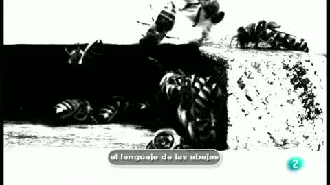 Ver v&iacute;deo  'tres14 - Curiosidades cient&iacute;ficas - El lenguaje de las abejas'
