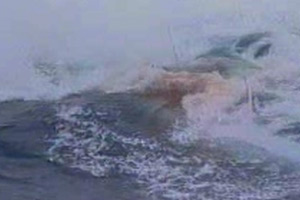 Ver v&iacute;deo  'tres14 - Gigantes del mar'