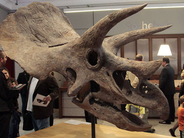 Triceratops valorado en 150.000 euros