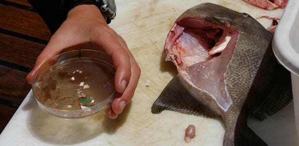 Los trozos de pl&aacute;stico recogidos en el est&oacute;mago de un pez