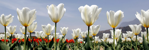 Tulipanes reci&eacute;n florecidos 'posan' en un jard&iacute;n de Cachemira.