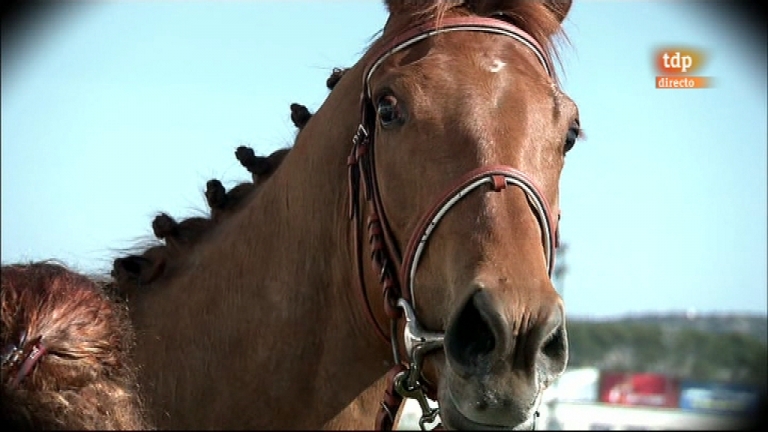 Turf - Carreras de caballos - 25/03/12