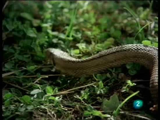 El hombre y la tierra - El tur&oacute;n contra la serpiente escalera