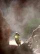 Ullevalseter rides his KTM during the Dakar Rally 2011 from Tucuman to Jujuy