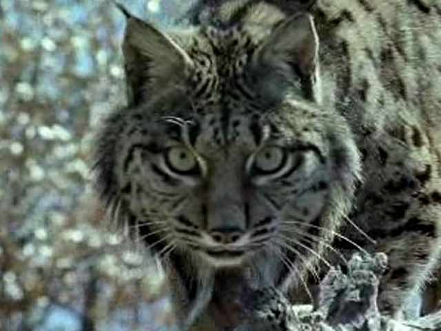 El hombre y la tierra - El &uacute;ltimo lince