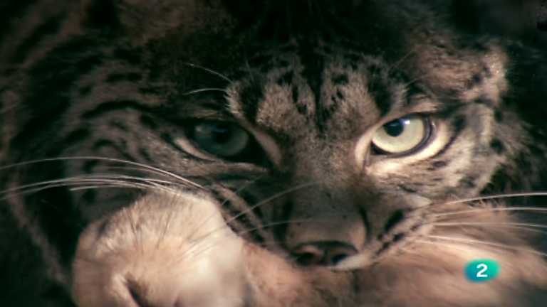 El hombre y la Tierra (Fauna ib&eacute;rica) - El &uacute;ltimo lince