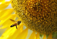 A bee flies near a sunflower at a field in Lopburi province