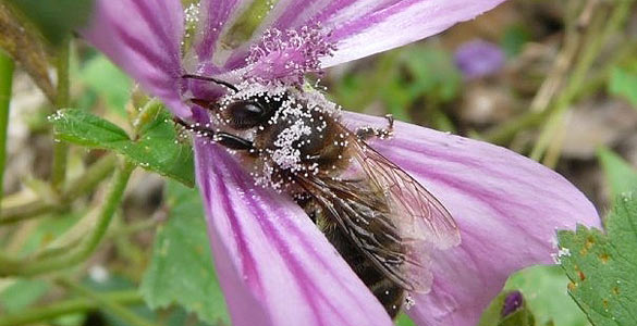 Una abeja recolectando granos de polen