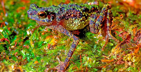 Una de los sapos arcoiris de Borneo encontrados por el equipo del profesor Das Una de los sapos arcoiris de Borneo encontrados por el equipo del profesor Das