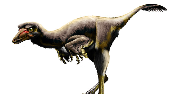 Una nueva especie de dinosaurio raptor americano