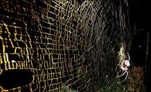 Una telaraña gigante dorada de más de 1 metro de diámetro tejida por una 'Nephila' Una telaraña gigante dorada de más de 1 metro de diámetro tejida por una 'Nephila'