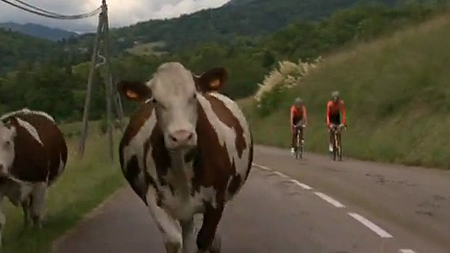 Unas vacas tiran al suelo al pelot&oacute;n