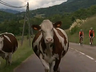 Ver v&iacute;deo  'Unas vacas tiran al suelo al pelot&oacute;n'