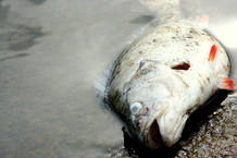 Uno de los miles de peces que han aparecido muertos en EE.UU.