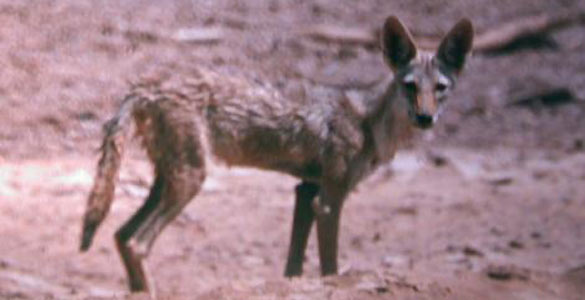 Uno de los nuevos lobos africanos avistado en Eritrea cerca de Etiop&iacute;a
