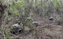 Los investigadores han descubierto rastros gen&eacute;ticos de la especies supuestamente extinguida en ejemplares que viv&iacute;an en una isla cercana