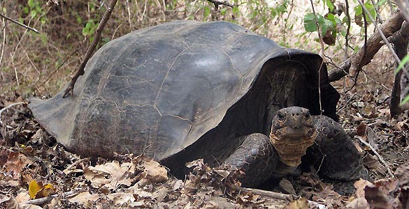 Una tortuga h&iacute;brida de 'C. becki' en las que se han descubierto rastros gen&eacute;ticos de la especie desaparecida