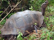 Las tortugas de Gal&aacute;pagos son famosas por la influencia en las teor&iacute;as de la evoluci&oacute;n de Charles Darwin