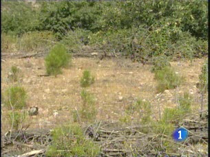 Ver v&iacute;deo  'Usar los residuos forestales para producir energ&iacute;a ayuda a evitar los incendios.'