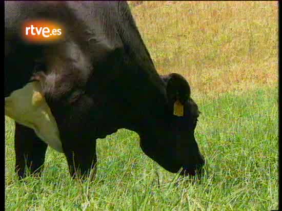 Lorenzo Mil&aacute; canta en 'La2 Noticias' 'No es una vaca cualquiera' (1997)