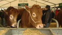 Vacas Betisu, una raza en peligro de extinción Vacas Betisu, una raza en peligro de extinción