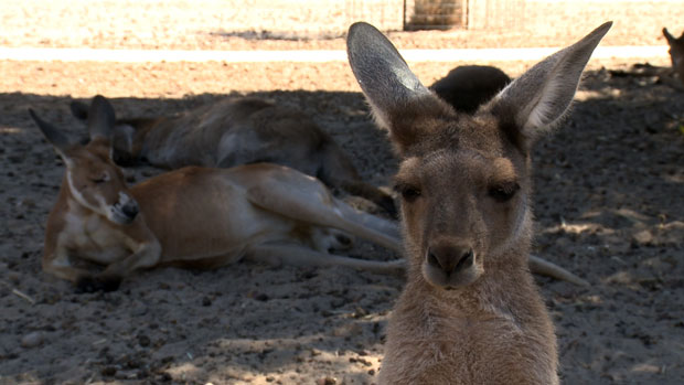 Nos vamos a las ant&iacute;podas