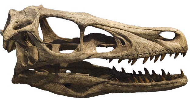 VELOCIRAPTOR