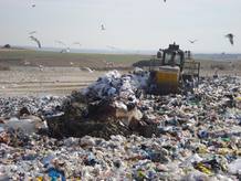 A los vertederos llegan residuos de todo tipo y son la despensa de cientos de gaviotas A los vertederos llegan residuos de todo tipo y son la despensa de cientos de gaviotas