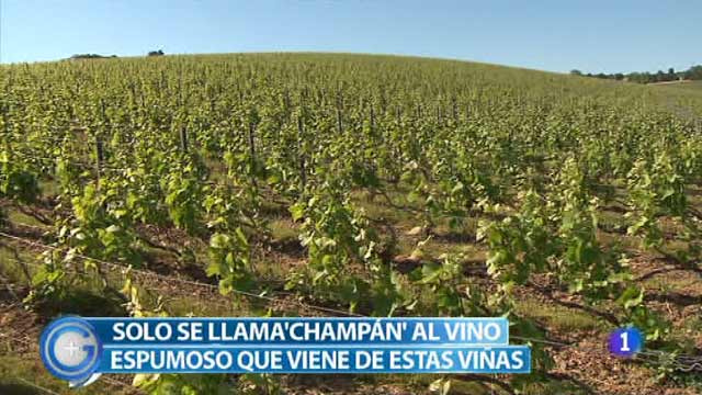 M&aacute;s Gente - M&aacute;s Cocina - Viajamos a las vi&ntilde;as de las que sale el champ&aacute;n