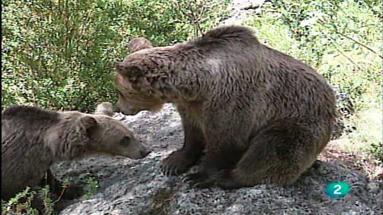 El v&iacute;nculo con la tierra - Vida animal
