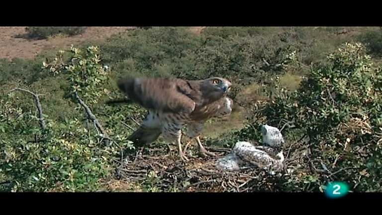 Ojos salvajes - Vida en el bosque mediterr&aacute;neo